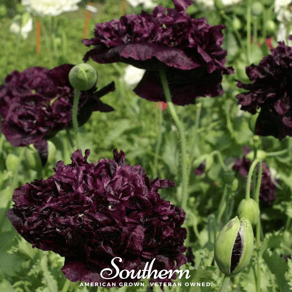 Black Peony Poppy – 100 Seeds
