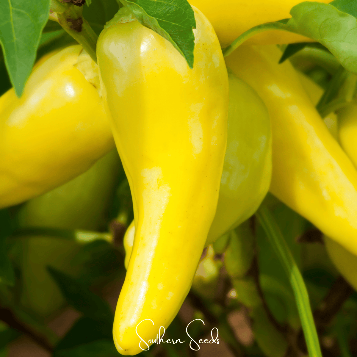 Hungarian Wax Pepper – 30 Seeds