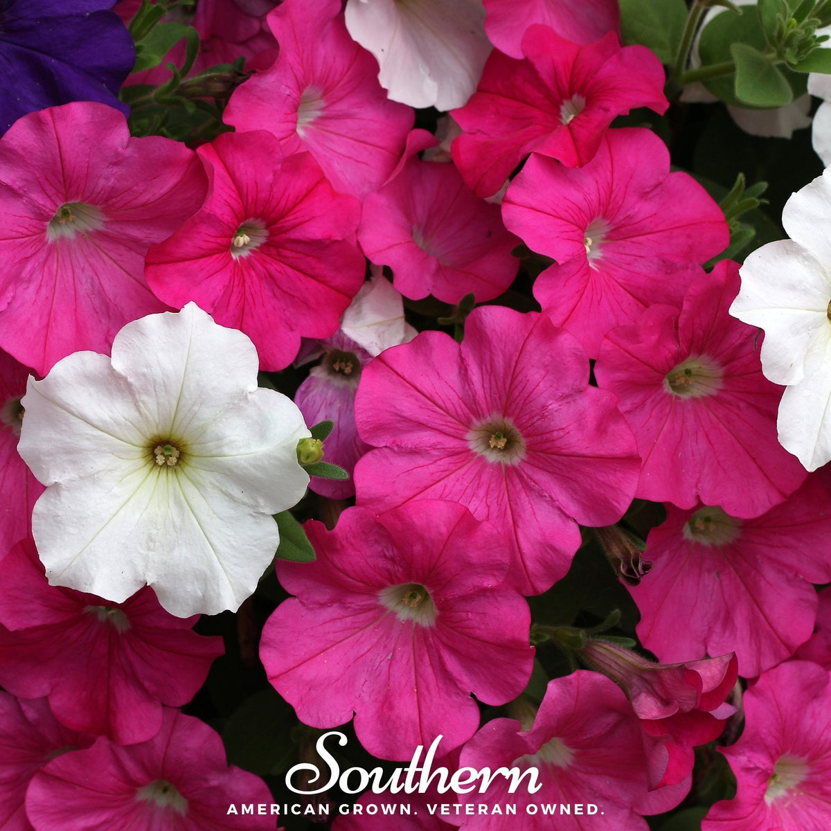 Dwarf Petunia Mix – 250 Seeds