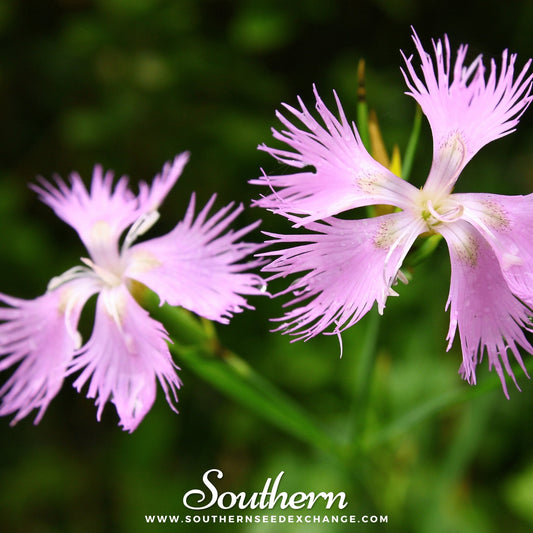 Fringed Pinks – 200 Seeds