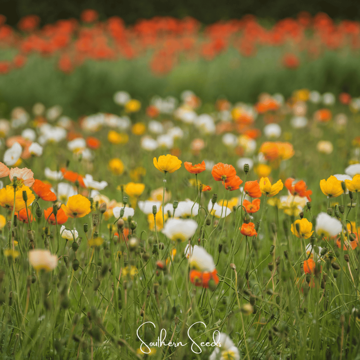 Iceland Poppy – 250 Seeds