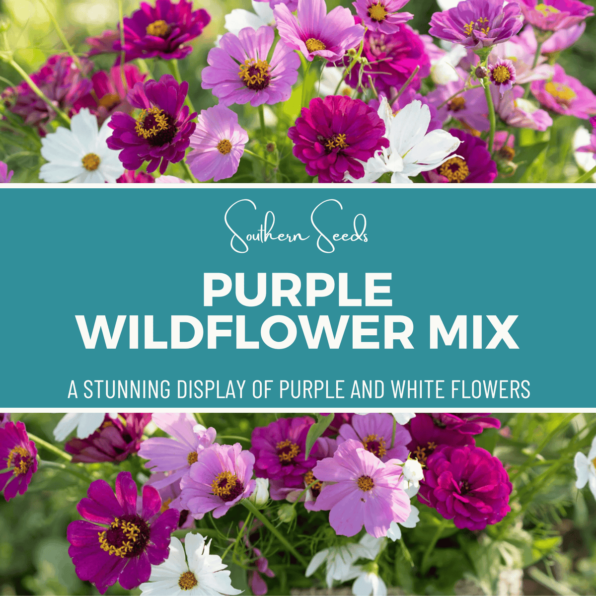 Purple Wildflower Seed Mix – 1,000 Seeds