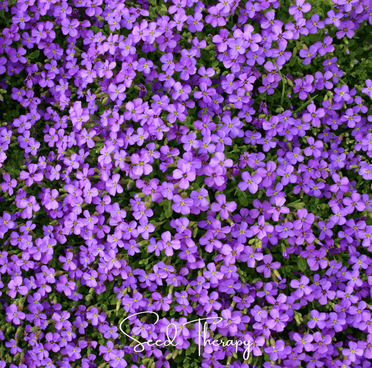 Purple Rockcress – 250 Seeds