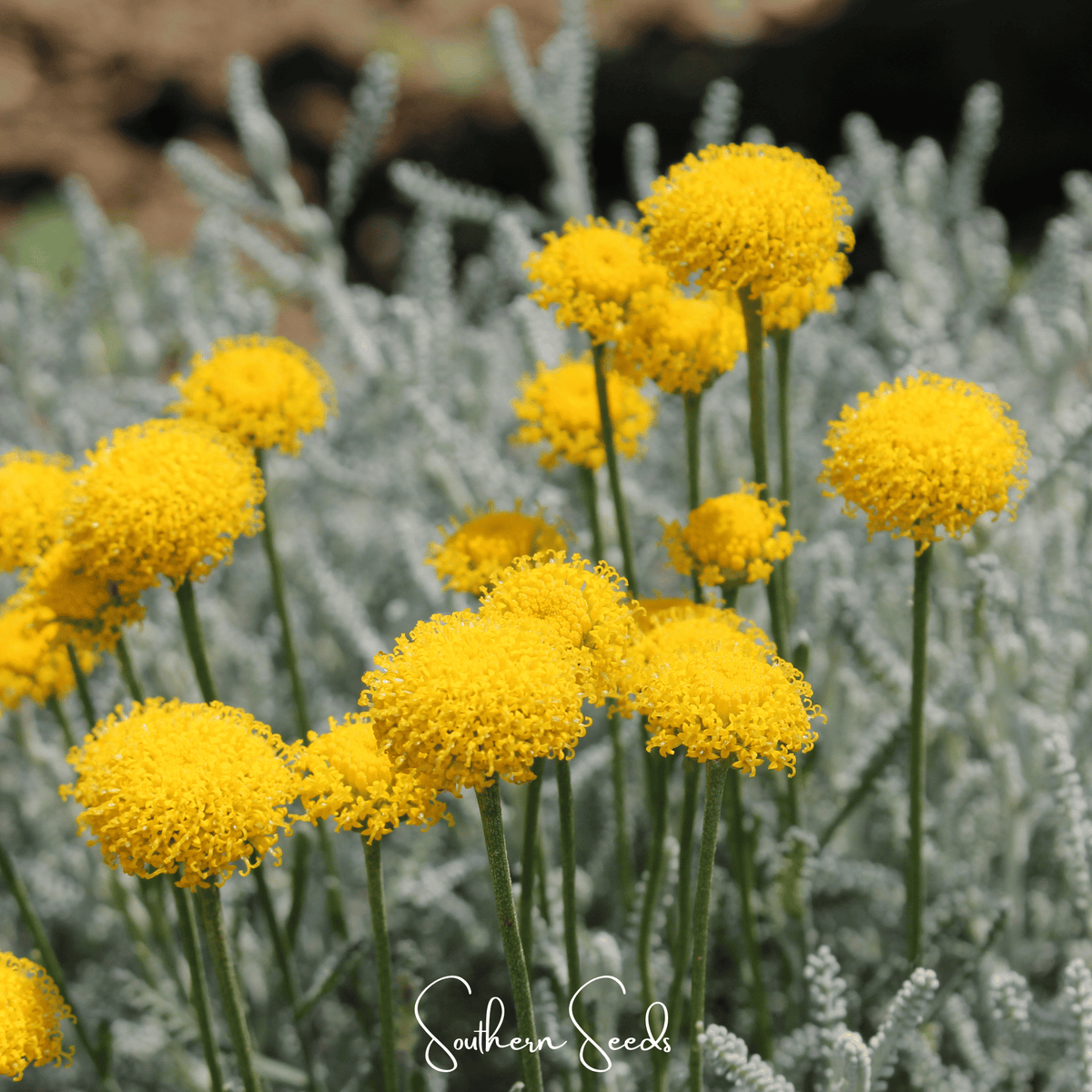 Lavender Cotton Santolina – 20 Seeds