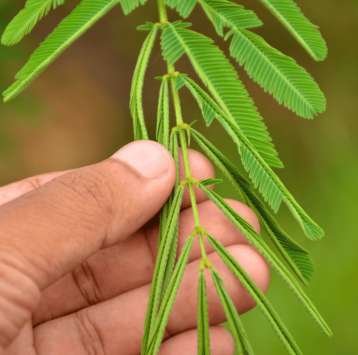 Sensitive Plant Mimosa – 50 Seeds – Responds When Touched