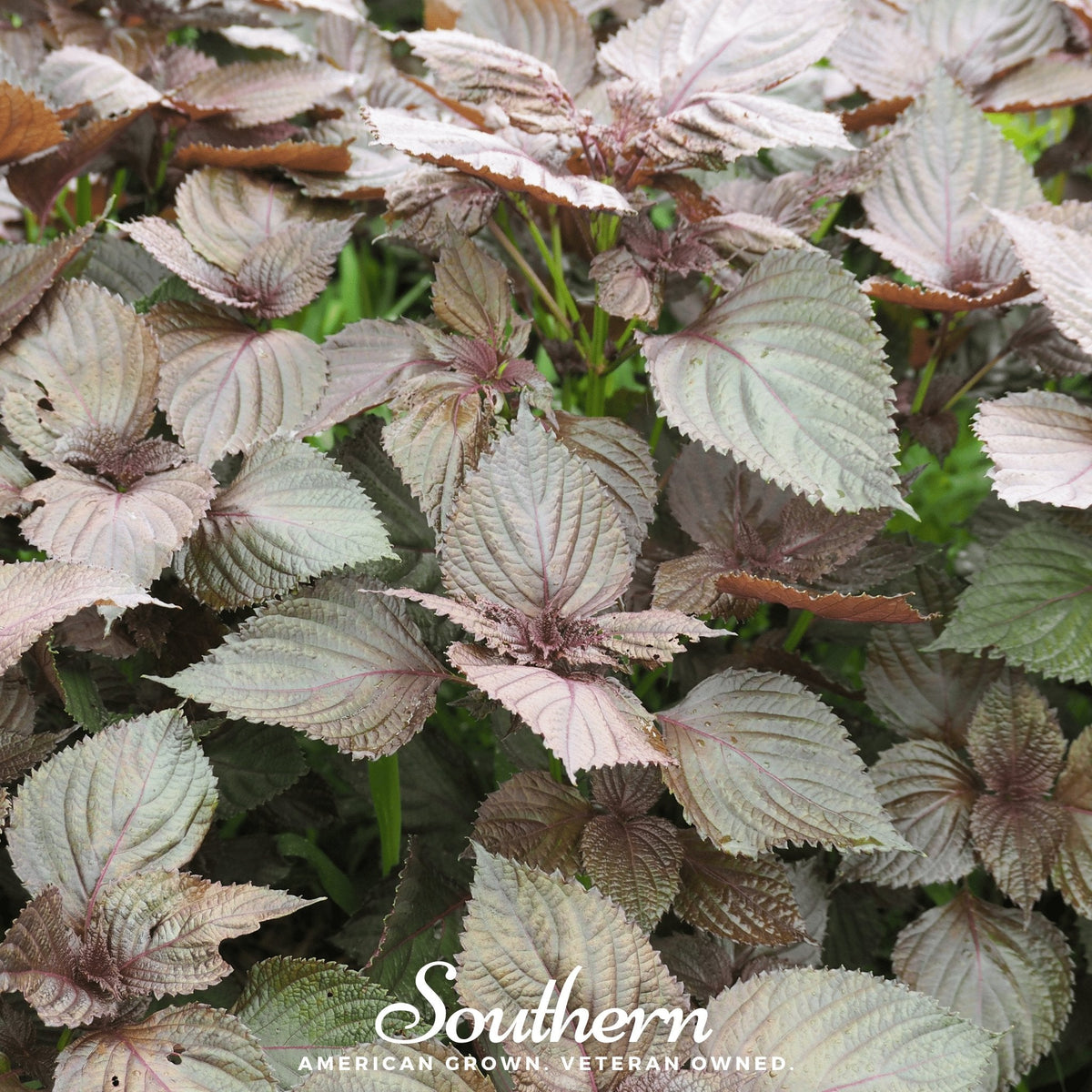 Red Shiso – 200 Seeds