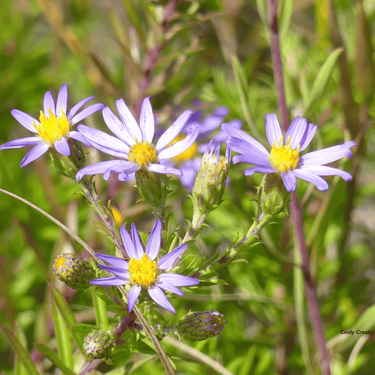 Silky Aster – 25 Seeds