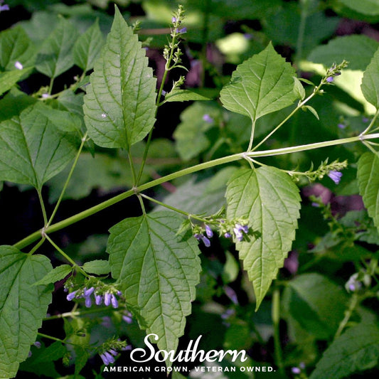 Official Mad Dog Skullcap – 50 Seeds