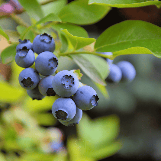 Southern Highbush Blueberry – 50 Seeds