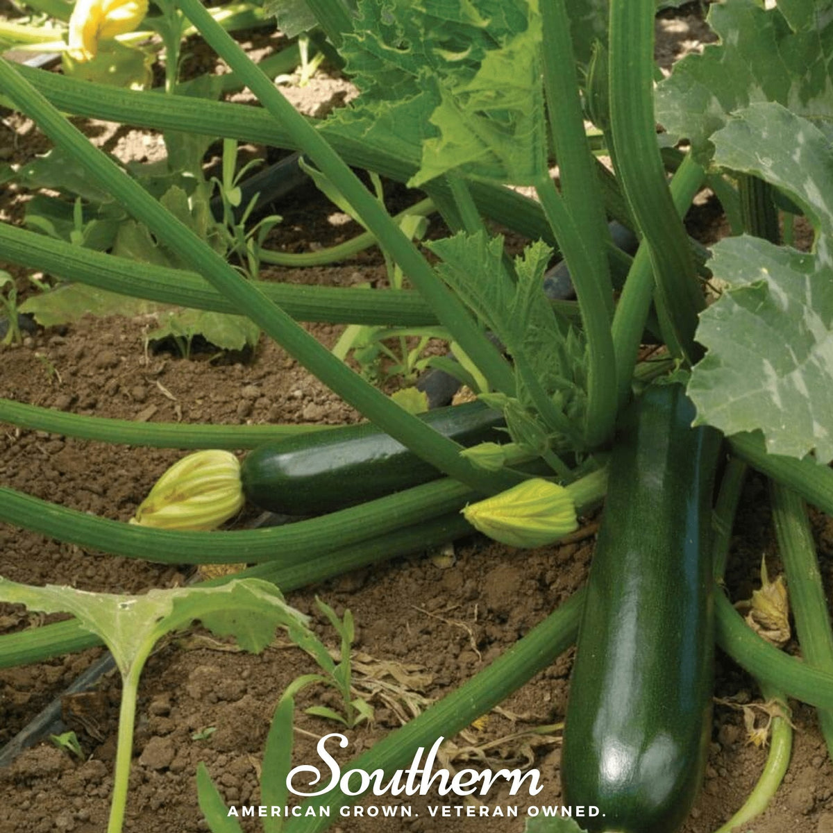 Black Beauty Summer Zucchini Squash – 25 Seeds
