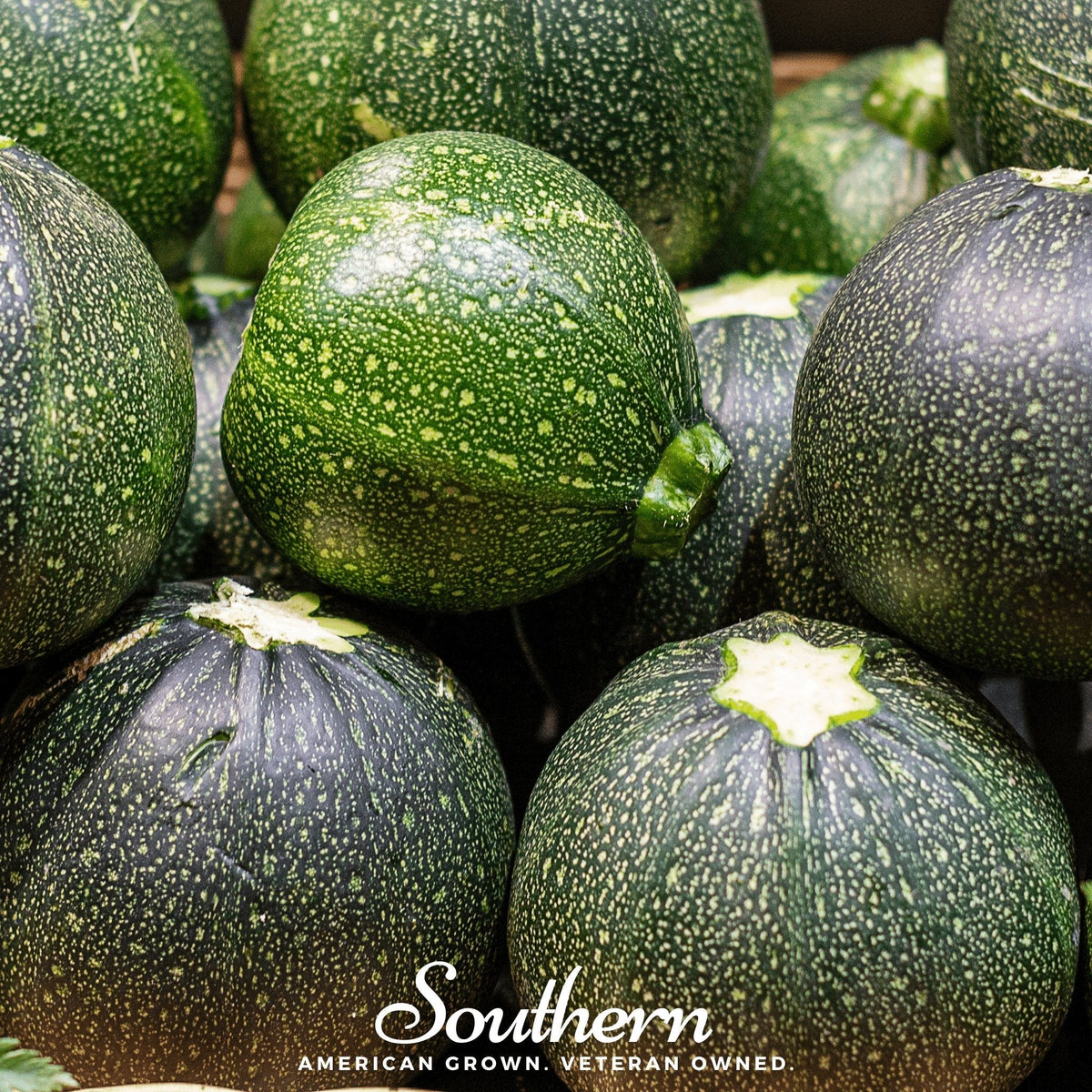 Zucchini Round Summer Squash – 25 Seeds
