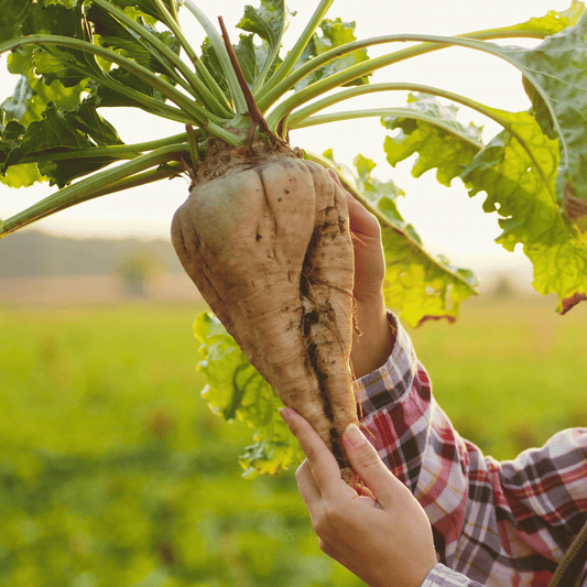 Sugar Beet – 50 Seeds
