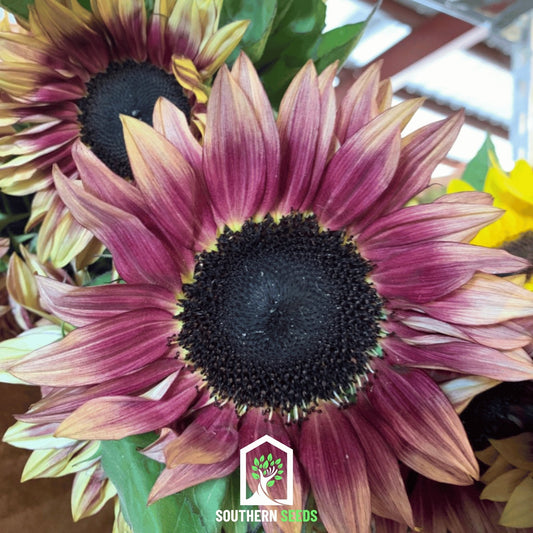 Strawberry Blonde Sunflower – 25 Seeds