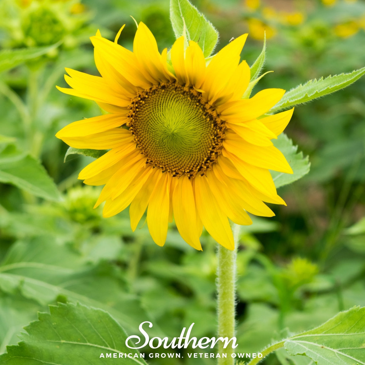 Sunspot Dwarf Sunflower – 25 Seeds