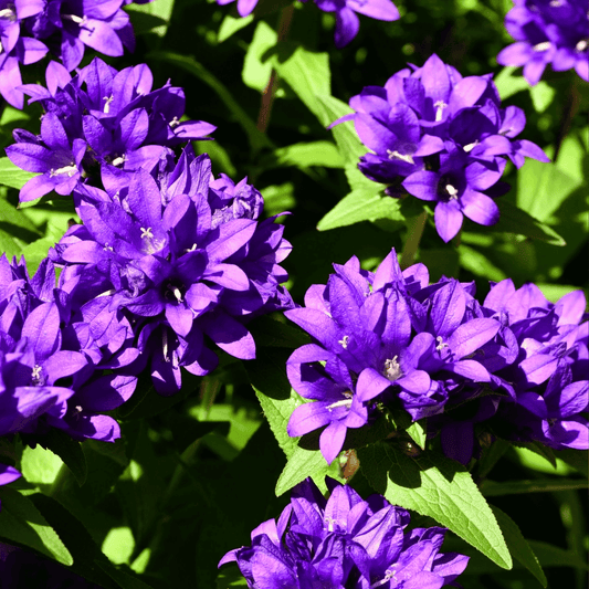 Superba Bellflower – 50 Seeds