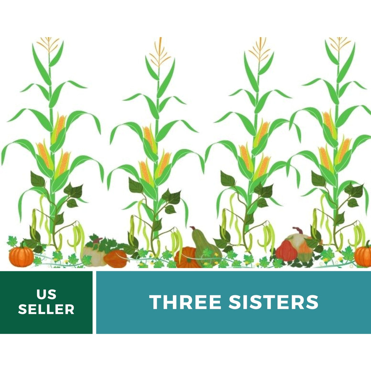 Three Sisters Seed Collection – Native American Farming – Corn, Bean, Squash