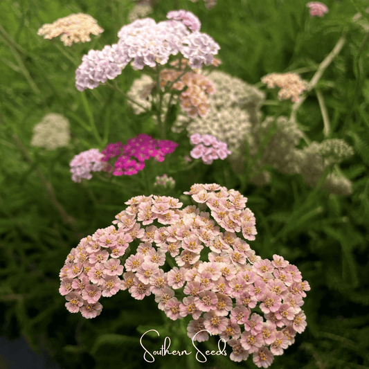 Colorado Yarrow Mix – 50 Seeds