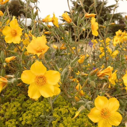 Yellow Blazing Star – 50 Seeds