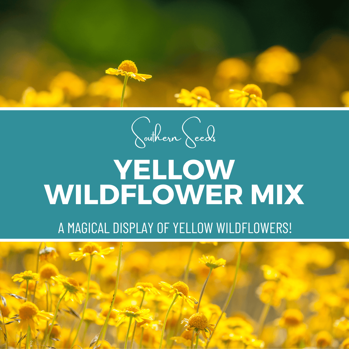Yellow Wildflower Seed Mix – 1,000 Seeds