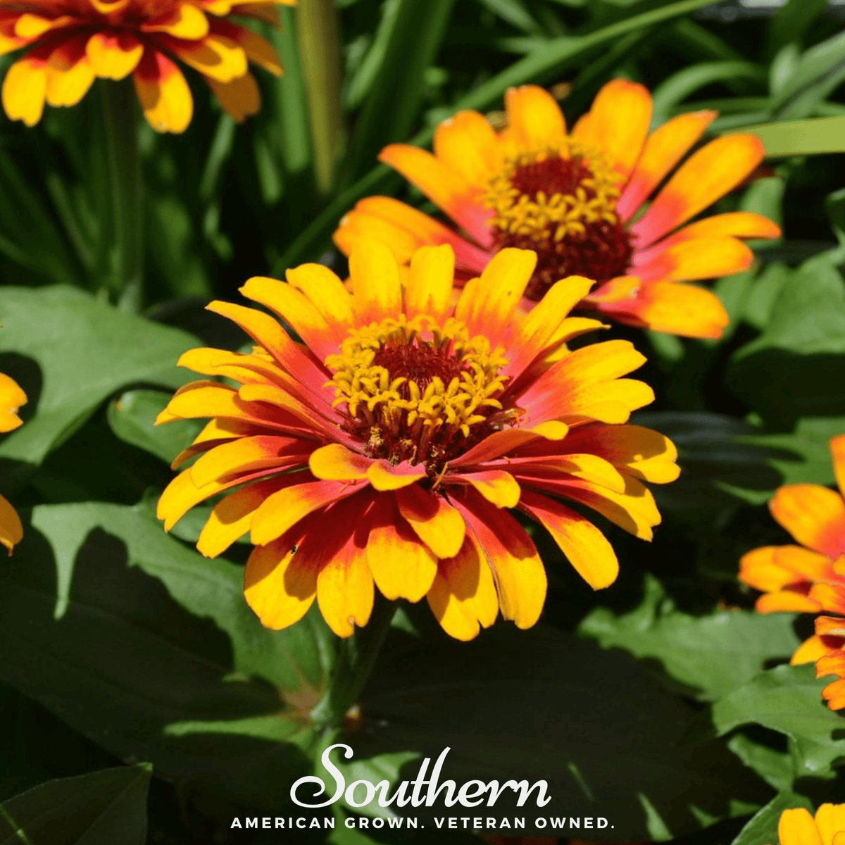 Sombrero Zinnia – 50 Seeds