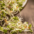 3 Part Sprout Mix – 1,000 Seeds