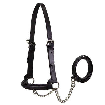 Derby Originals Premium Raised Padded Leather Cattle Show Halter, Small/Medium/Large, Adjustable Fit with 48" Lead and 14" Chain, Durable Hardware, 1-Year Warranty