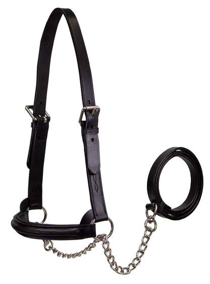Derby Originals Premium Raised Padded Leather Cattle Show Halter, Small/Medium/Large, Adjustable Fit with 48" Lead and 14" Chain, Durable Hardware, 1-Year Warranty