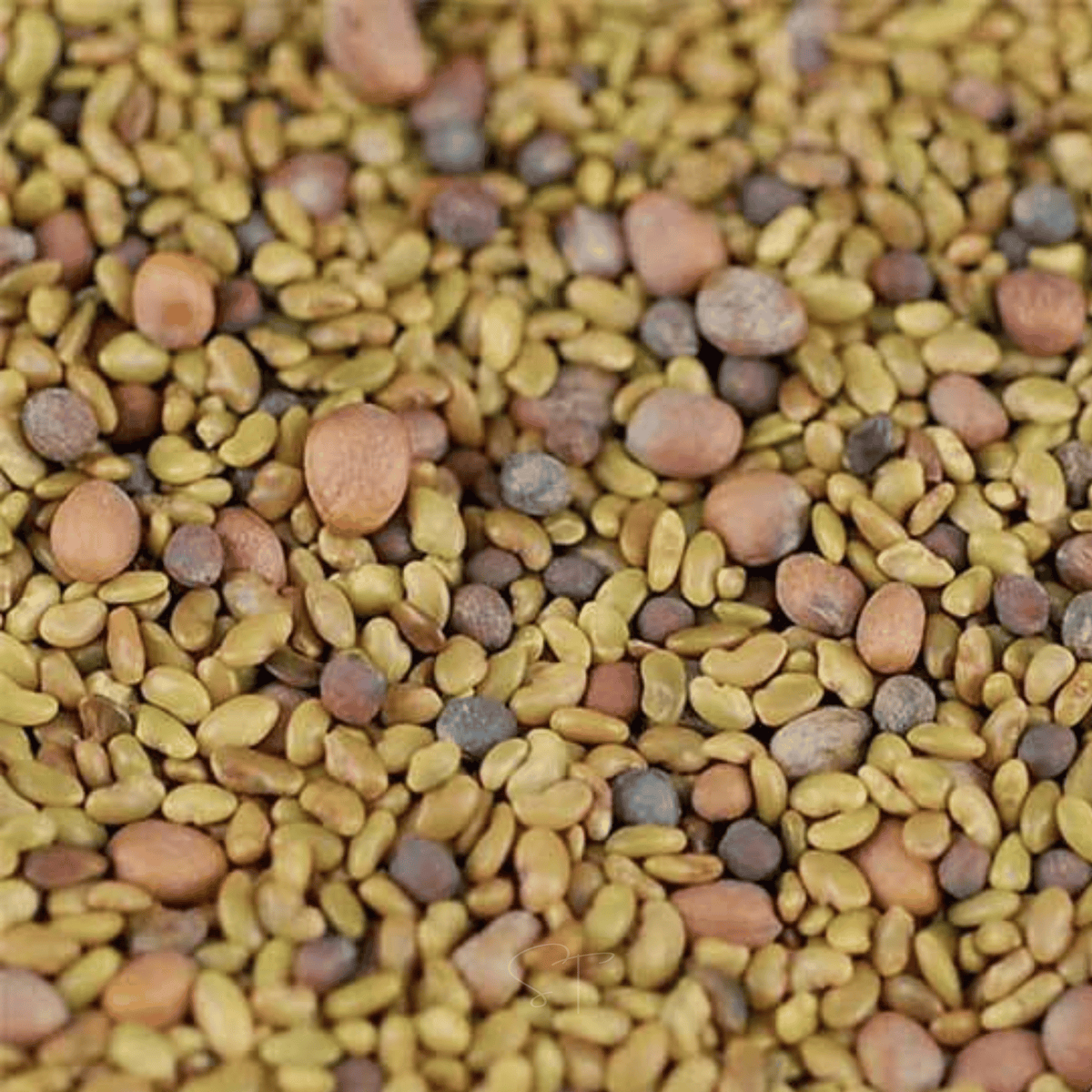 5 Part Salad Mix Sprout – 1,000 Seeds