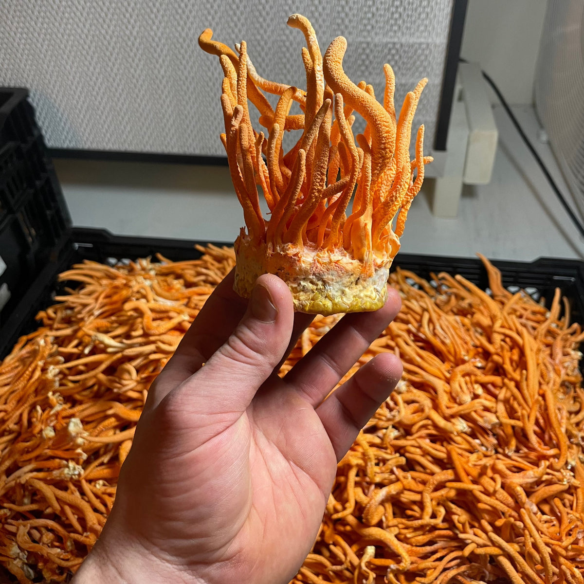 Cordyceps Dual Extract Tincture