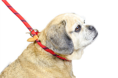 cuteNfuzzy Adjustable Loop Slip Dog Leash with Soft Handle 6 Ft