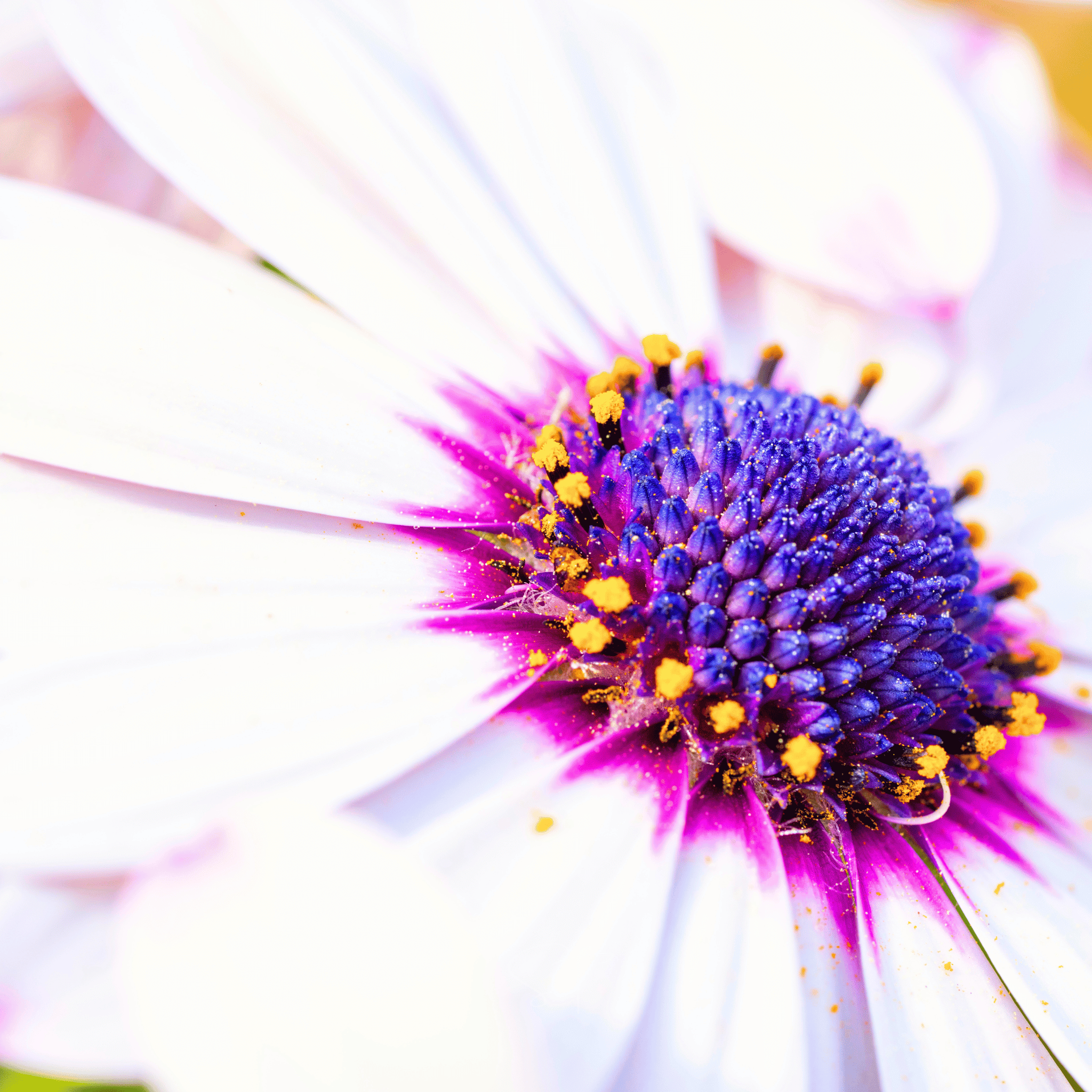 African White Daisy – 25 Seeds