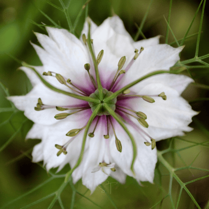 Albion Black Pods Love in a Mist – 100 Seeds