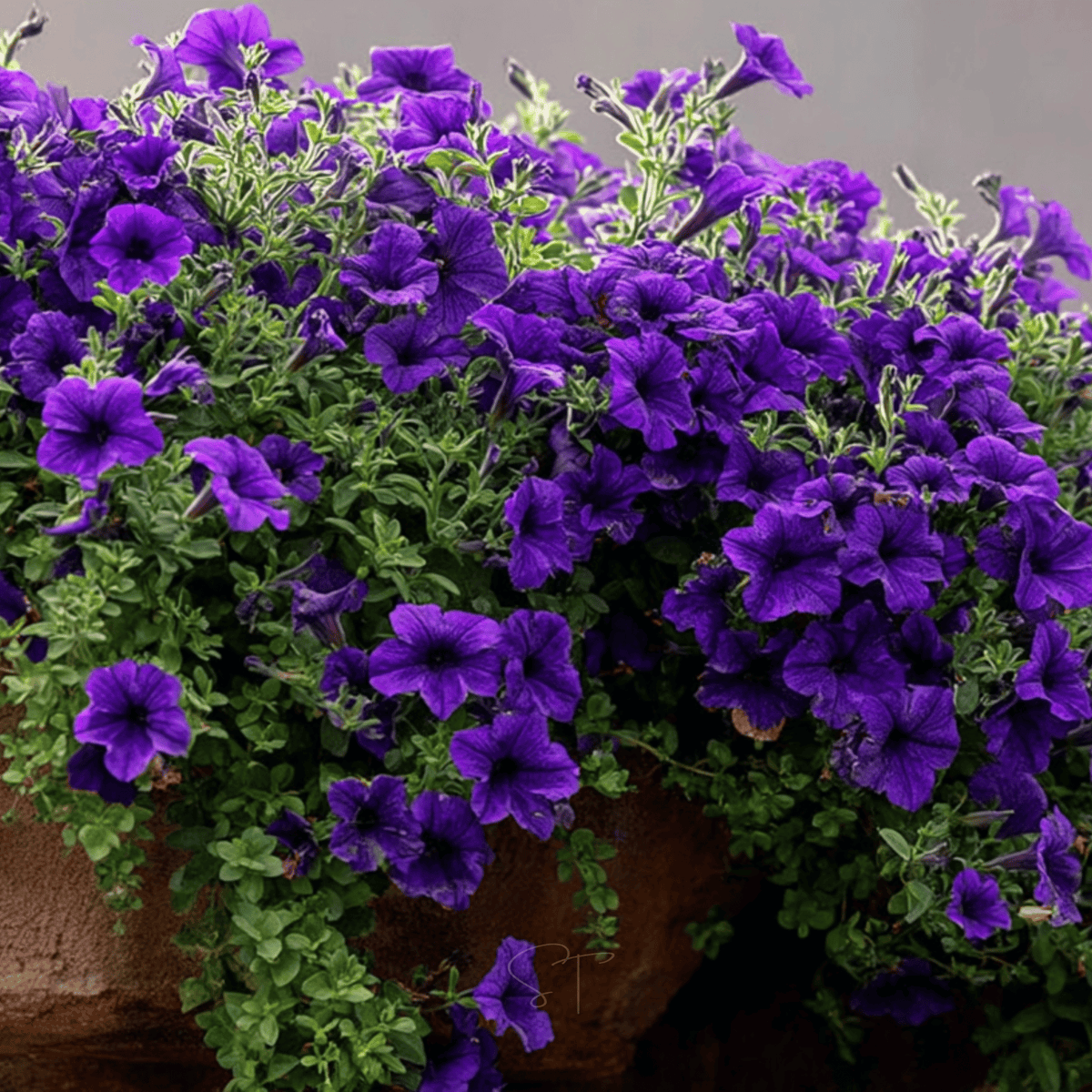 Alderman Blue Petunia – 100 Seeds