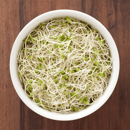 Alfalfa Sprout – 500 Seeds