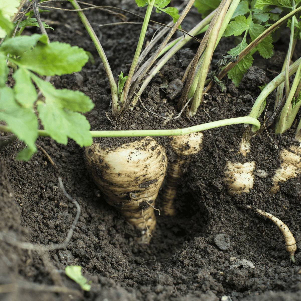 All American Parsnip – 100 Seeds