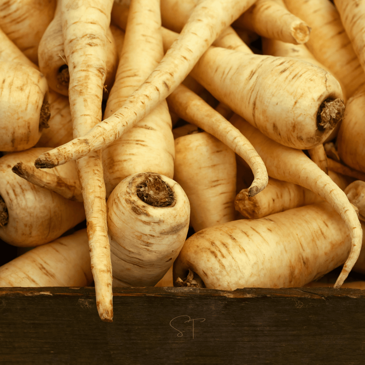 All American Parsnip – 100 Seeds
