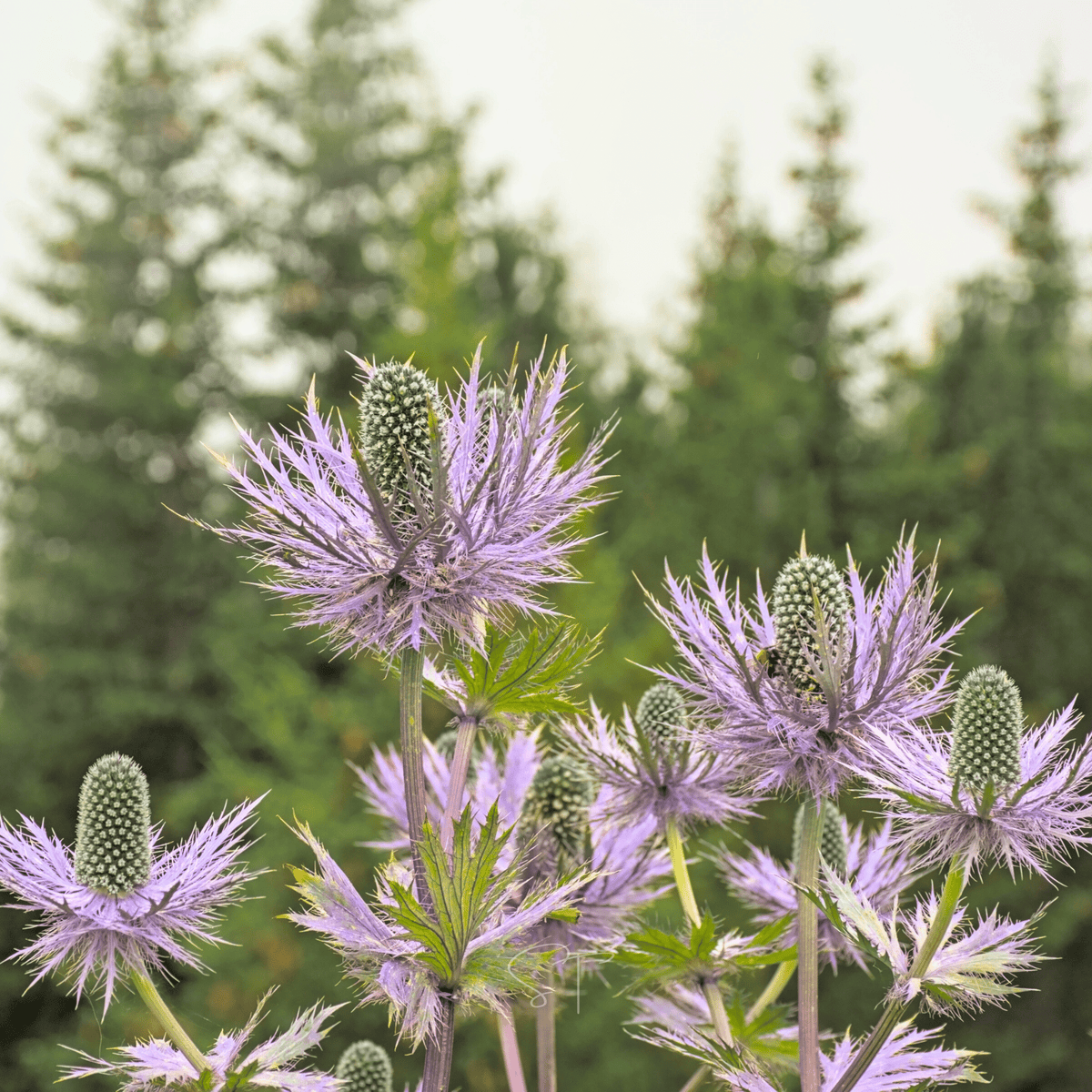 Alpine Sea Holly – 25 Seeds