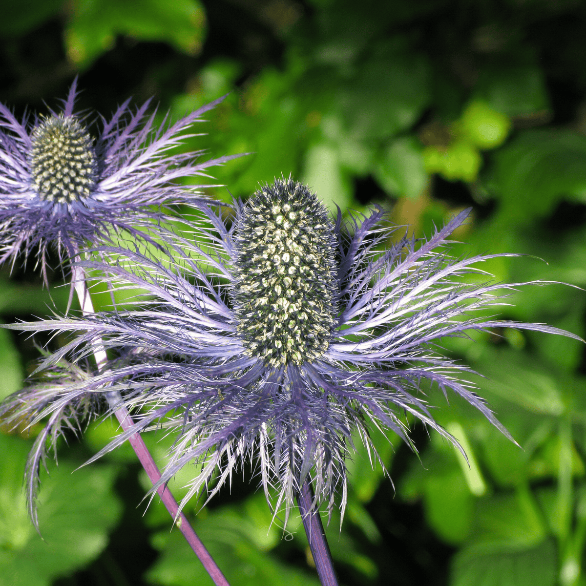 Alpine Sea Holly – 25 Seeds