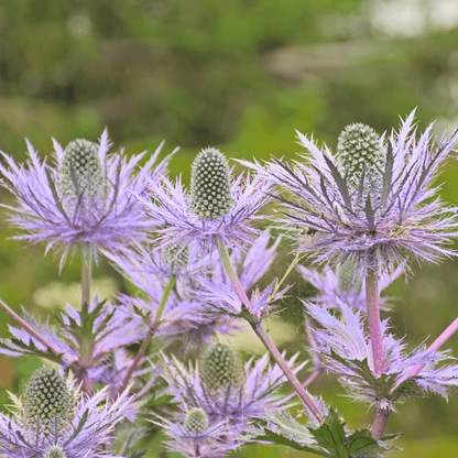 Alpine Sea Holly – 25 Seeds