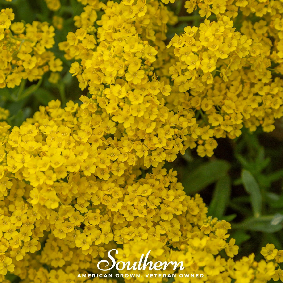 Basket of Gold Alyssum – 100 Seeds