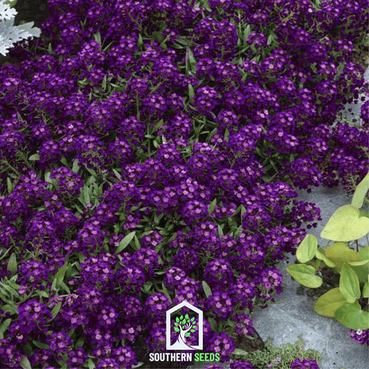 Oriental Nights Alyssum – 100 Seeds