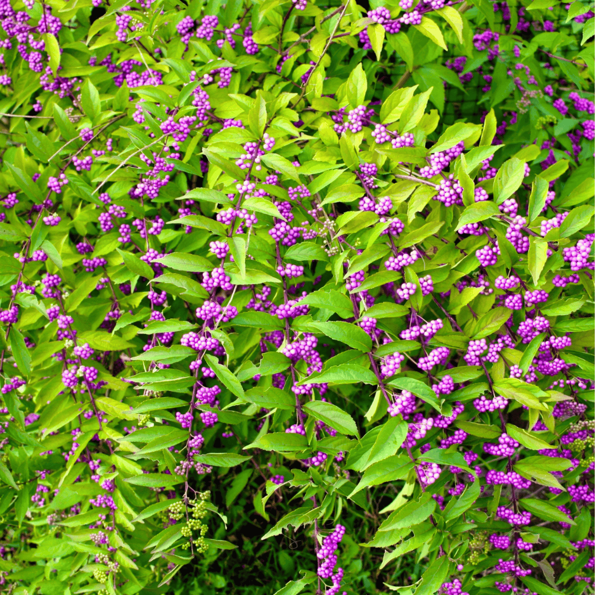 American Beautyberry – 30 Seeds