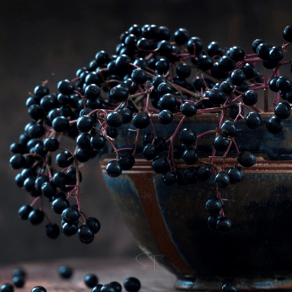 American Black Elderberry – 50 Seeds