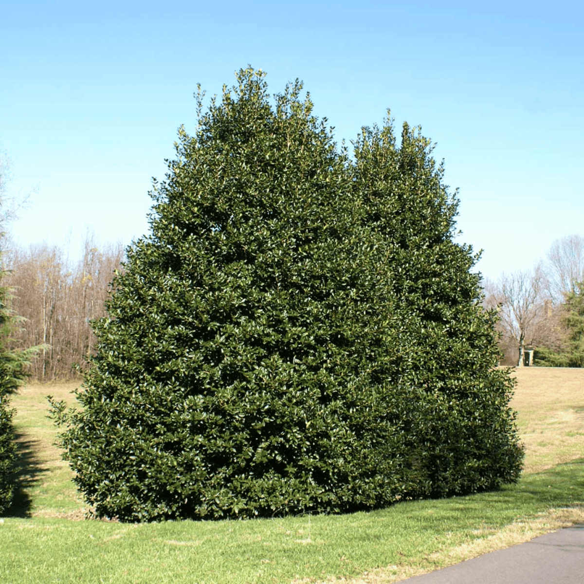American Holly – 50 Seeds