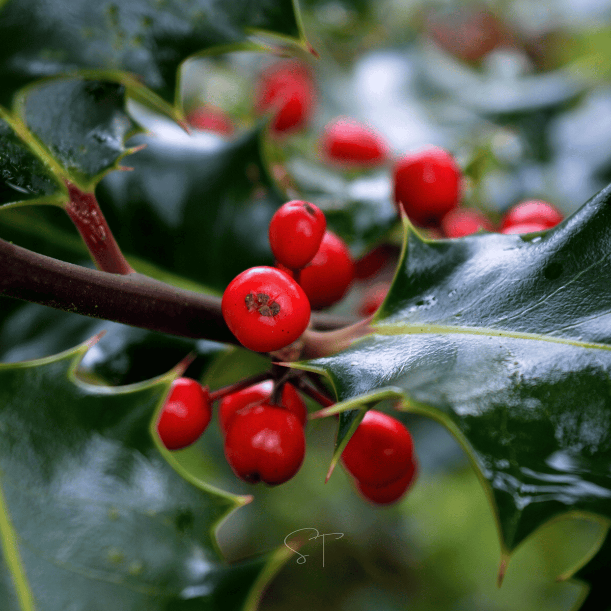 American Holly – 50 Seeds