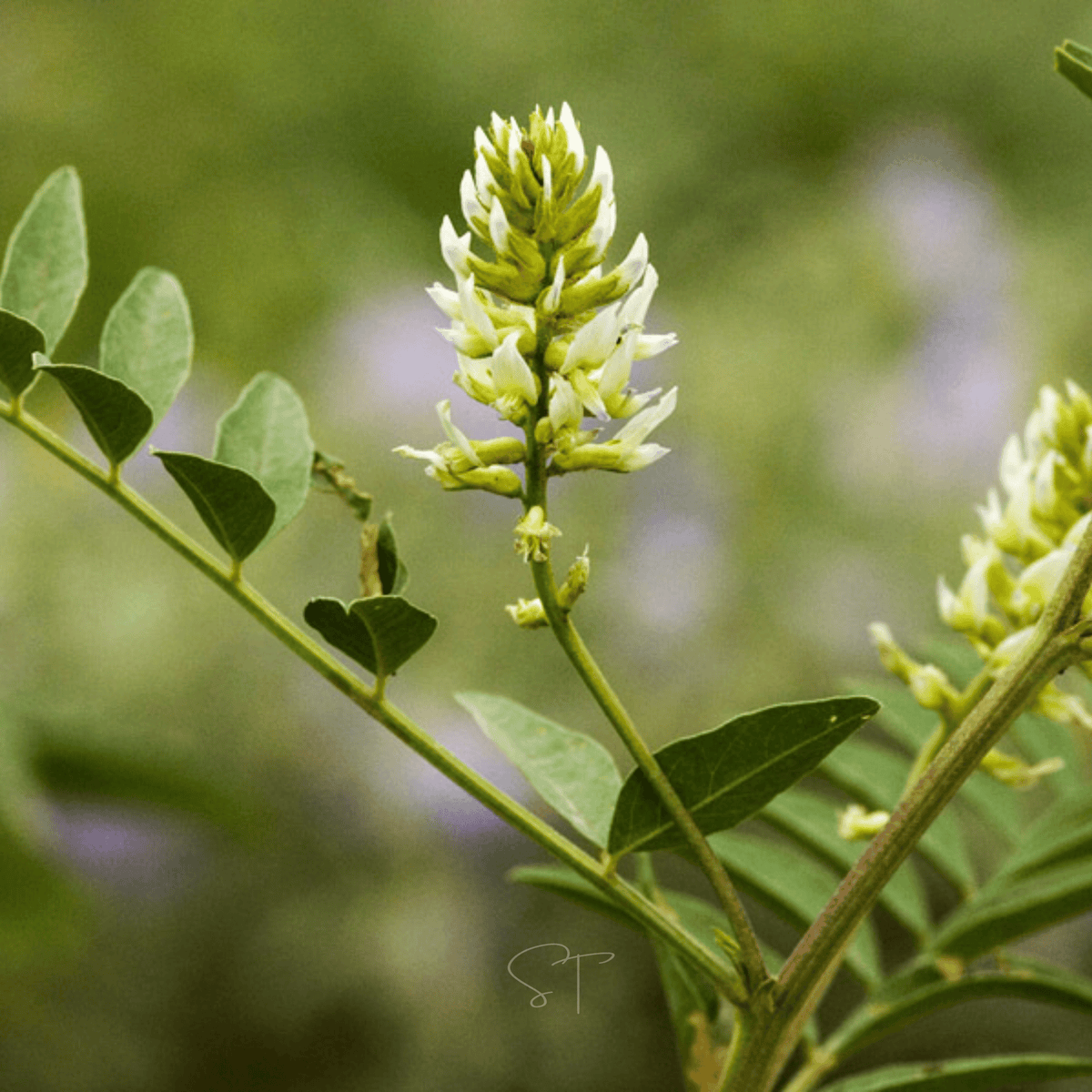 American Wild Licorice – 40 Seeds