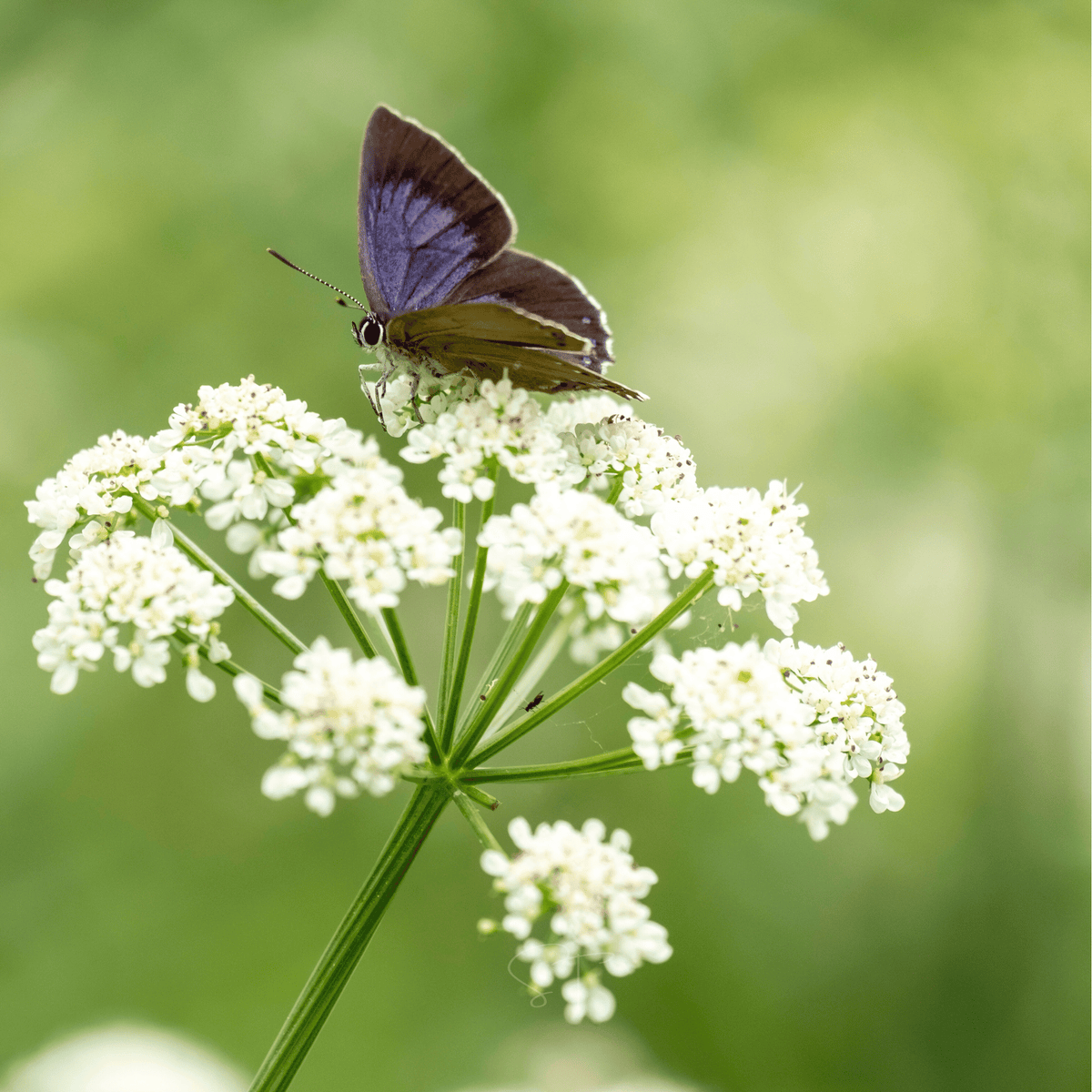 Anise – 100 Seeds