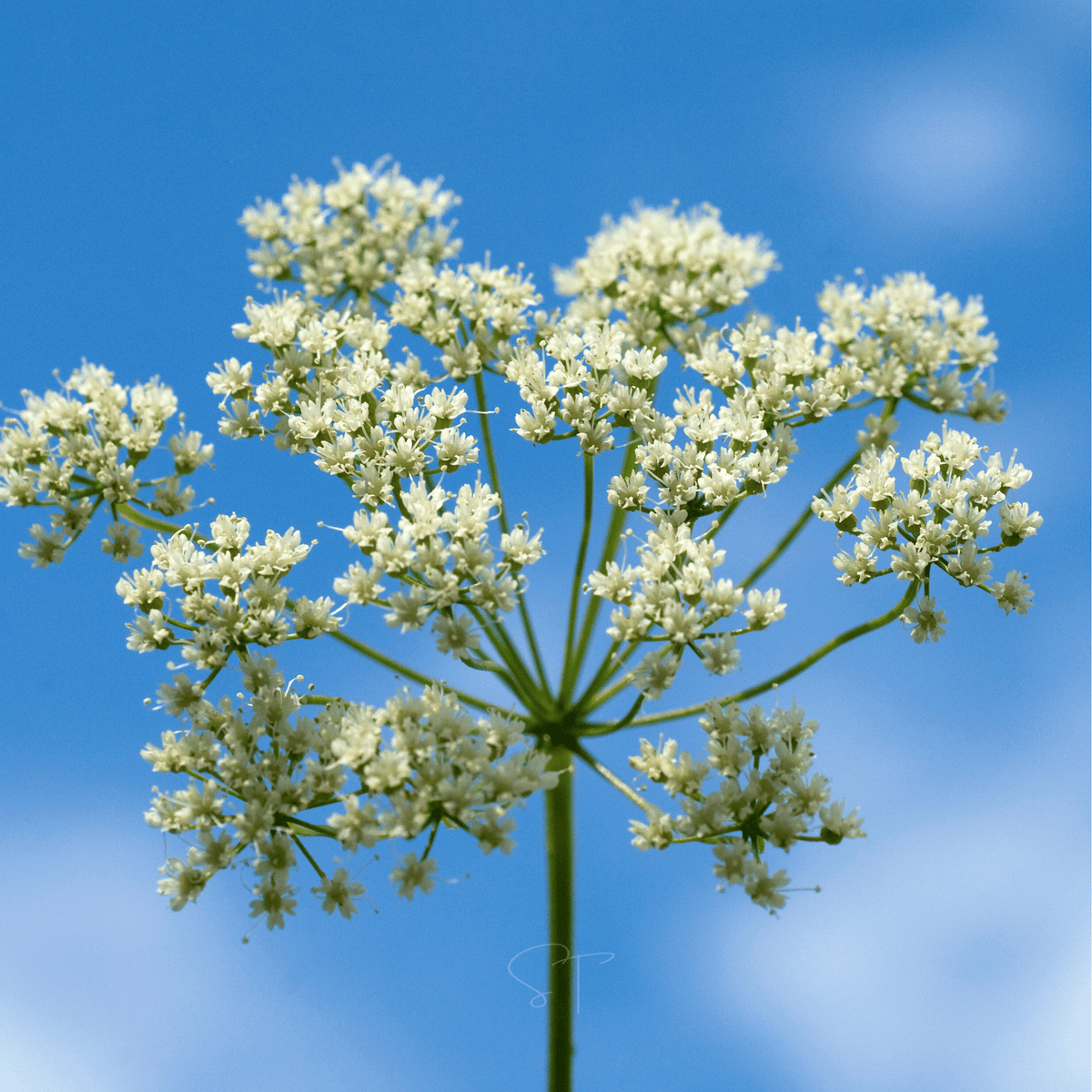 Anise – 100 Seeds