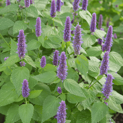 Anise Hyssop – 200 Seeds