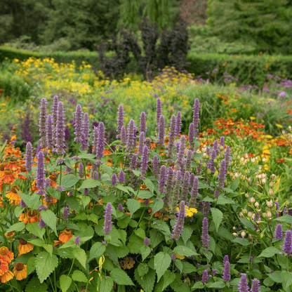 Anise Hyssop – 200 Seeds